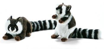 Raccoon