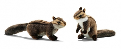 Couple d'�cureil du Japon / Petit < 25cm