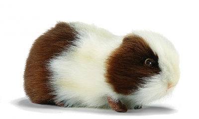 Guinea pig / Small < 25cm