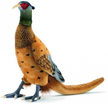 Pheasant