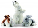 White rabbit upright