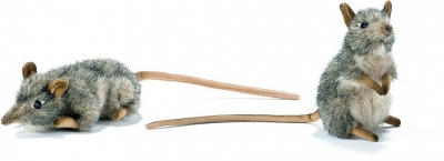 Couple de rats musqu�s / Petit < 25cm