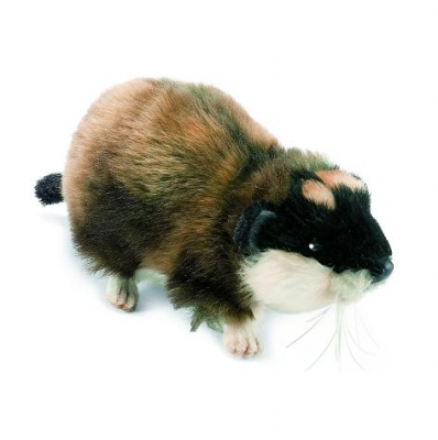 Guinea pig / Small < 25cm