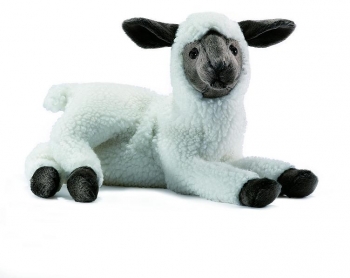 Sleeped white lamb