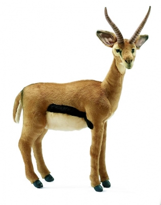 Gazelle b�b� / Big >50cm