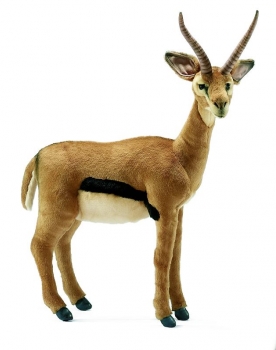 Gazelle b�b�