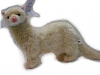 Furet beige