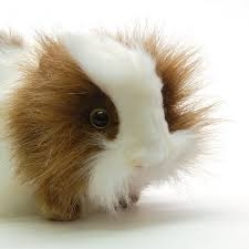 Anima Cochon D Inde Angora Longueur 15cm Env Planet Passions