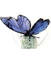 ANIMA Papillon bleu Peluches