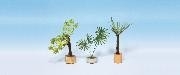 3 composition de plantes ornementales Decors et diorama